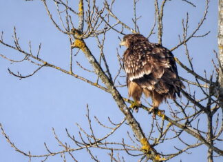 Orao krstaš na području Žutice u Sisačko-moslavačkoj županiji Orao krstaš na području Žutice u Sisačko-moslavačkoj županiji