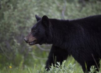 Fewer black bears killed in B.C. last year than in last decade: conservation officers Fewer black bears killed in B.C. last year than in last decade: conservation officers