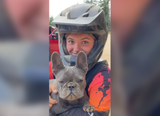 Autopsy reveals dingoes not likely to have killed Canadian found dead on Australian beach Autopsy reveals dingoes not likely to have killed Canadian found dead on Australian beach