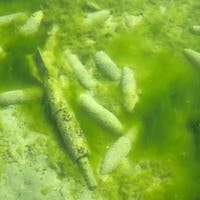 50 000 Franken für Ideen, um Munition aus Schweizer Seen zu bergen – doch die Altlasten bleiben im Wasser 50 000 Franken für Ideen, um Munition aus Schweizer Seen zu bergen – doch die Altlasten bleiben im Wasser