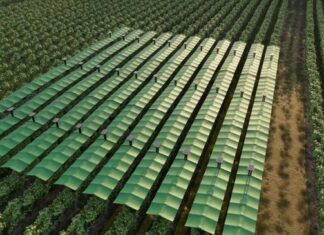 Cum poate un sistem de umbrele inteligente să salveze recolta de struguri de vremea extremă? Cum poate un sistem de umbrele inteligente să salveze recolta de struguri de vremea extremă?