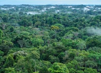 Microbi necunoscuți din mlaștinile amazoniene pot elibera miliarde de tone de carbon în atmosferă Microbi necunoscuți din mlaștinile amazoniene pot elibera miliarde de tone de carbon în atmosferă