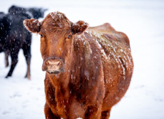 USDA Encourages Ag Producers, Residents to Prepare for Winter Storm Fern USDA Encourages Ag Producers, Residents to Prepare for Winter Storm Fern