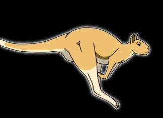 Ancient giant kangaroos could hop after all Ancient giant kangaroos could hop after all