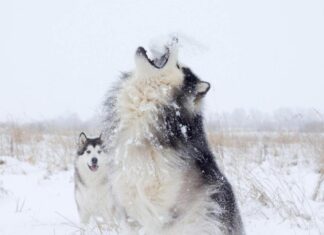 10 Most Talkative Dog Breeds That Will Ruin Your Peace and Quiet 10 Most Talkative Dog Breeds That Will Ruin Your Peace and Quiet