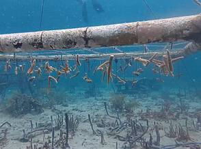 Mother of Corals Revive Reef Coral Restoration Program Open For Private Dive Shop Groups Mother of Corals Revive Reef Coral Restoration Program Open For Private Dive Shop Groups