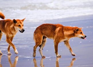 Coroner’s autopsy on Canadian backpacker points to drowning as cause of death Coroner’s autopsy on Canadian backpacker points to drowning as cause of death