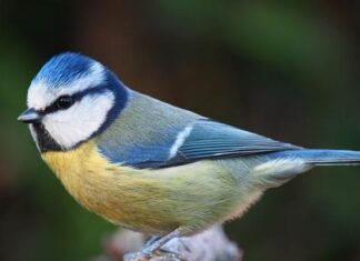 De ce au păsările de pădure mai mulți pui în preajma copacilor autohtoni? De ce au păsările de pădure mai mulți pui în preajma copacilor autohtoni?