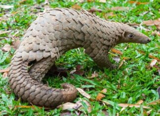 Is killing or trafficking of Pangolins an offence in Nigeria? Is killing or trafficking of Pangolins an offence in Nigeria?