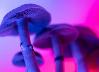 Why did magic mushrooms evolve? We may finally have the answer Why did magic mushrooms evolve? We may finally have the answer