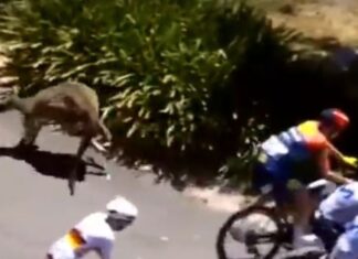 Kangaroo chaos at Tour Down Under: Multiple crashes disrupt final stage of cycling race Kangaroo chaos at Tour Down Under: Multiple crashes disrupt final stage of cycling race