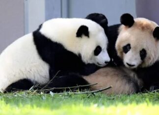 ‘Fans in tears’ as Japan bids farewell to last two pandas ‘Fans in tears’ as Japan bids farewell to last two pandas