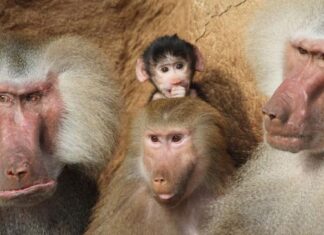 Contracepția prelungește viața mamiferelor cu până la 29% Contracepția prelungește viața mamiferelor cu până la 29%