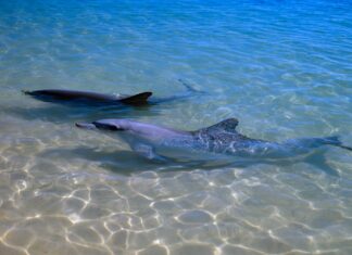 Dolphins with more close friends age more slowly Dolphins with more close friends age more slowly