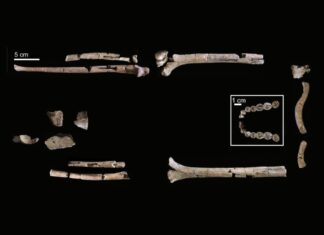 This is the most complete skeleton yet of our ancestor Homo habilis This is the most complete skeleton yet of our ancestor Homo habilis