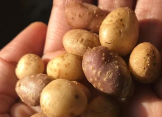 Ancient people carried a wild potato across the American Southwest Ancient people carried a wild potato across the American Southwest