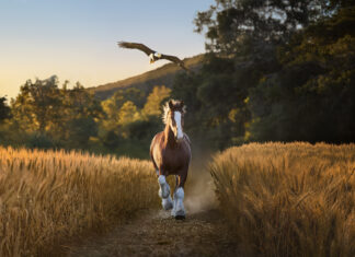 Budweiser Super Bowl Commercial Teams Clydesdale With American Bald Eagle, ‘Free Bird’ Budweiser Super Bowl Commercial Teams Clydesdale With American Bald Eagle, ‘Free Bird’