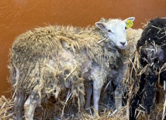 Ciney : plus de 150 animaux de basse-cour et une cinquantaine de moutons saisis Ciney : plus de 150 animaux de basse-cour et une cinquantaine de moutons saisis