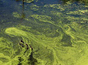 Researchers Used Underwater Drones To Study Algal Blooms Researchers Used Underwater Drones To Study Algal Blooms
