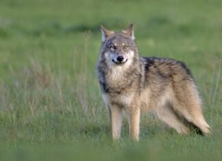 Wolf gespot op golfbaan bij Glimmen: ‘Wat hier op beeld staat is typisch Gronings’ Wolf gespot op golfbaan bij Glimmen: ‘Wat hier op beeld staat is typisch Gronings’