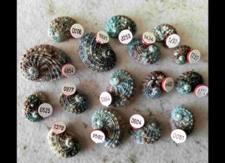 Mysterious, numbered mollusk discovered on Australian beach Mysterious, numbered mollusk discovered on Australian beach