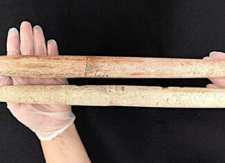 Harpoane din oase de balenă, vechi de 5.000 de ani, descoperite întâmplător Harpoane din oase de balenă, vechi de 5.000 de ani, descoperite întâmplător