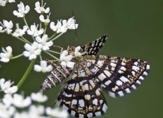 Viața urbană rescrie ADN-ul insectelor în fiecare oraș european Viața urbană rescrie ADN-ul insectelor în fiecare oraș european