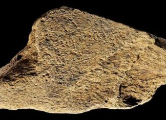 Cea mai veche unealtă din os de elefant din Europa dezvăluie măiestria neașteptată a strămoșilor umani timpurii Cea mai veche unealtă din os de elefant din Europa dezvăluie măiestria neașteptată a strămoșilor umani timpurii