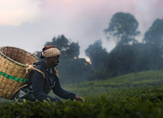 ‘Kikuyu Land’, un grito contra los abusos en las plantaciones de té de Kenya ‘Kikuyu Land’, un grito contra los abusos en las plantaciones de té de Kenya