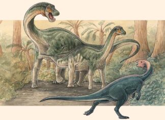 Paleontologists Unearth New Species of Titanosaur in Argentina Paleontologists Unearth New Species of Titanosaur in Argentina