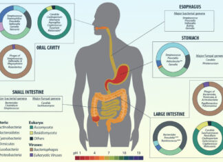 Genes Tie Gut Motility to Surprising Nutrient: Vitamin B1 Genes Tie Gut Motility to Surprising Nutrient: Vitamin B1