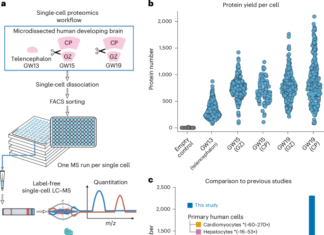 Single-cell proteomic landscape of the developing human brain Single-cell proteomic landscape of the developing human brain