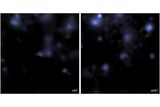 Hidden Clues on Dark Matter Come into Sight With a New High-Resolution Map of the Sky Hidden Clues on Dark Matter Come into Sight With a New High-Resolution Map of the Sky