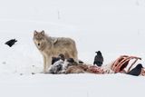 Cougars Are Learning to Coexist With Wolves in Yellowstone by Changing Their Diet Cougars Are Learning to Coexist With Wolves in Yellowstone by Changing Their Diet