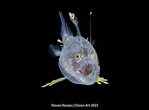 14th Annual Ocean Art Underwater Photo Contest Winners Announced 14th Annual Ocean Art Underwater Photo Contest Winners Announced