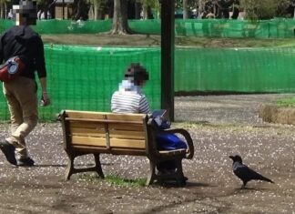 都会の鳥はなかなか逃げない、は本当だった 科博がスズメなど7種で実証 都会の鳥はなかなか逃げない、は本当だった 科博がスズメなど7種で実証