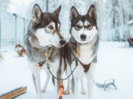 What to see and do in Rovaniemi, Finland