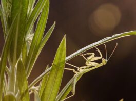 The little-known phenomenon that’s making it harder for some animals to mate in the wild