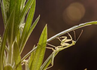 The little-known phenomenon that’s making it harder for some animals to mate in the wild The little-known phenomenon that’s making it harder for some animals to mate in the wild