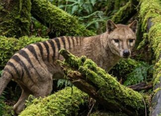 Ce au în comun dodo, delfinul de China și ursul grizzly de California? Ce au în comun dodo, delfinul de China și ursul grizzly de California?