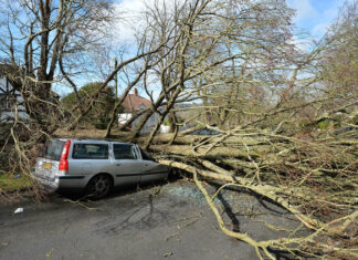 Mau tempo: queda de árvore provoca um morto em Vila Franca de Xira Mau tempo: queda de árvore provoca um morto em Vila Franca de Xira
