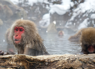Hot Spring Bathing Doesn’t Just Keep Japanese Monkeys Warm Hot Spring Bathing Doesn’t Just Keep Japanese Monkeys Warm