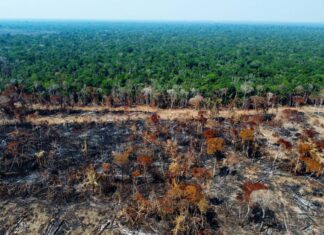 Amazon is getting drier as deforestation shuts down atmospheric rivers Amazon is getting drier as deforestation shuts down atmospheric rivers