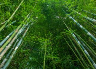 A new ‘superfood’ ingredient? The world’s fastest growing plant shows big promise A new ‘superfood’ ingredient? The world’s fastest growing plant shows big promise