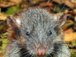 Everybody is WinRAR phishing, dropping RATs as fast as lightning