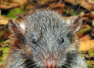 Everybody is WinRAR phishing, dropping RATs as fast as lightning Everybody is WinRAR phishing, dropping RATs as fast as lightning