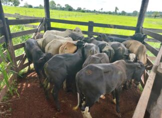 Polícia Militar recupera 17 cabeças de gado furtadas durante Operação Segurança Rural Polícia Militar recupera 17 cabeças de gado furtadas durante Operação Segurança Rural