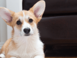 Angry yelling can throw a dog off balance