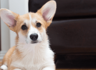 Angry yelling can throw a dog off balance Angry yelling can throw a dog off balance