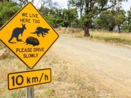 Roadkill is a surprising and untapped source for scientists